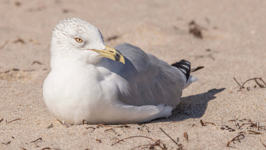 Serene Seagull on Sandy Beach: Tranquil Coastal Wallpaper