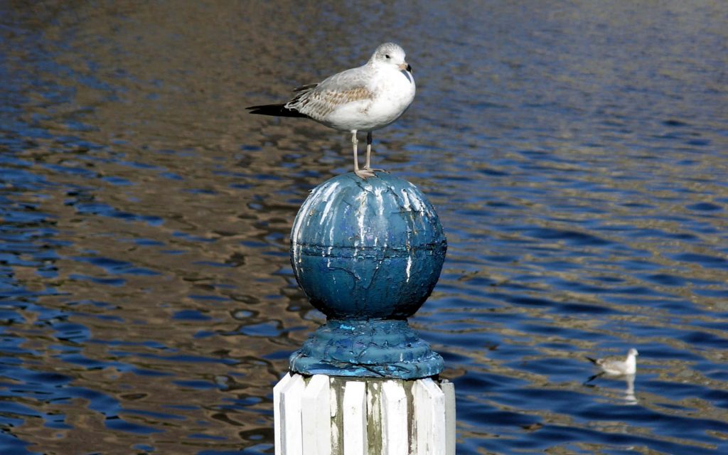 Seagull perched on weathered blue post over deep rippling ocean water maritime wallpaper background