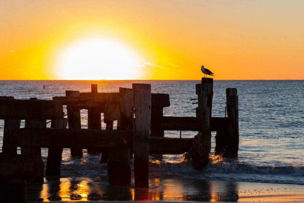 Seagull perched on weathered wooden posts by sea at sunset with warm orange golden hues wallpaper