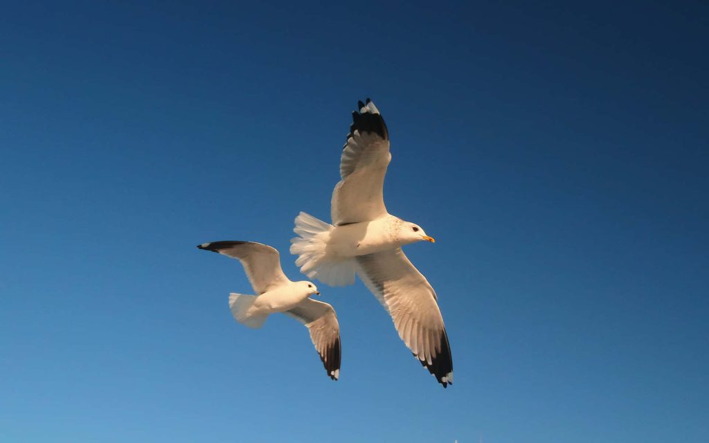 Two seagulls soaring in bright blue sky with white feathers and clear coastal freedom background Wallpaper