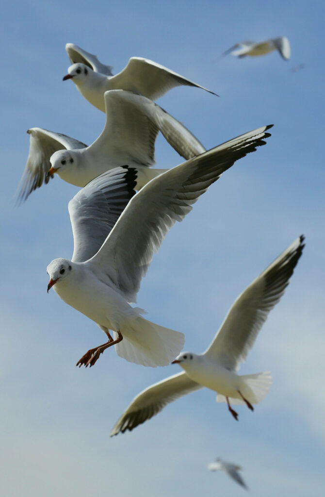 Seagulls Soaring in Clear Blue Sky - Graceful Bird Wallpaper