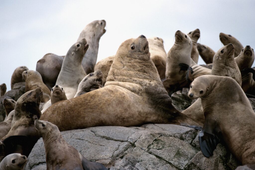 Seals Lounging on Rocks: A Perfect Nature Background Wallpaper