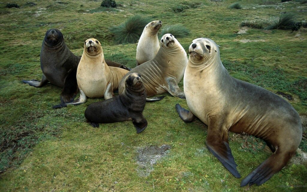 Seals Resting Together - 1920x1200 Grassy Landscape Wallpaper
