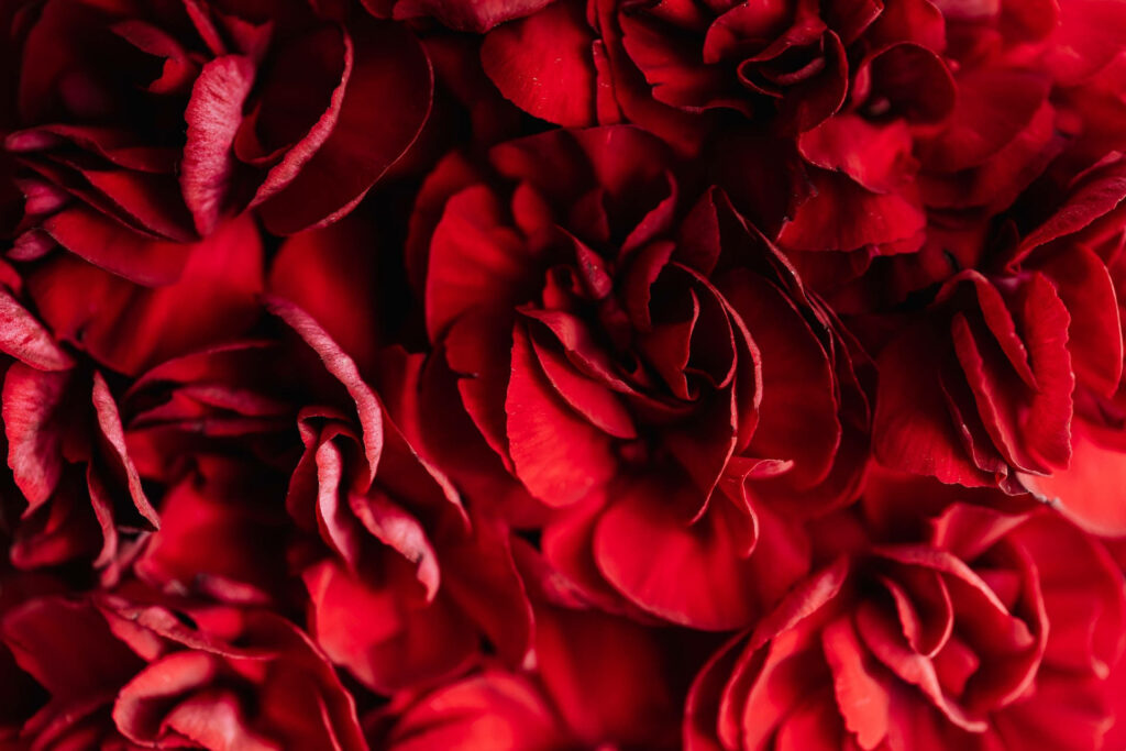 Vibrant Scarlet Beauties: A Close-up Capture of Red Roses as a Striking Background Photo Wallpaper