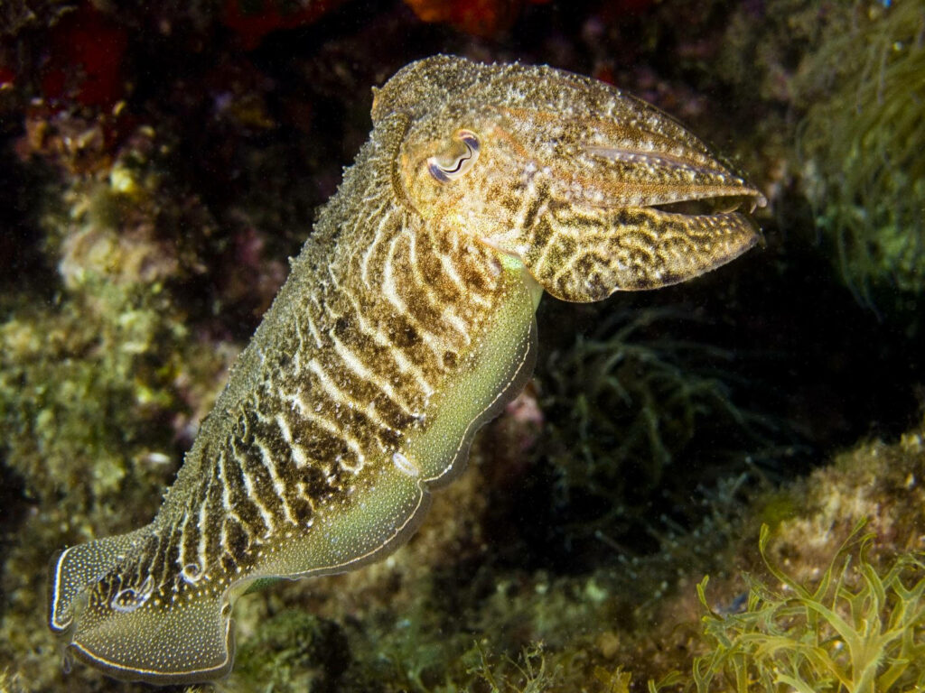 Sepia Cuttlefish Wallpaper: Intricate Underwater Marine Background