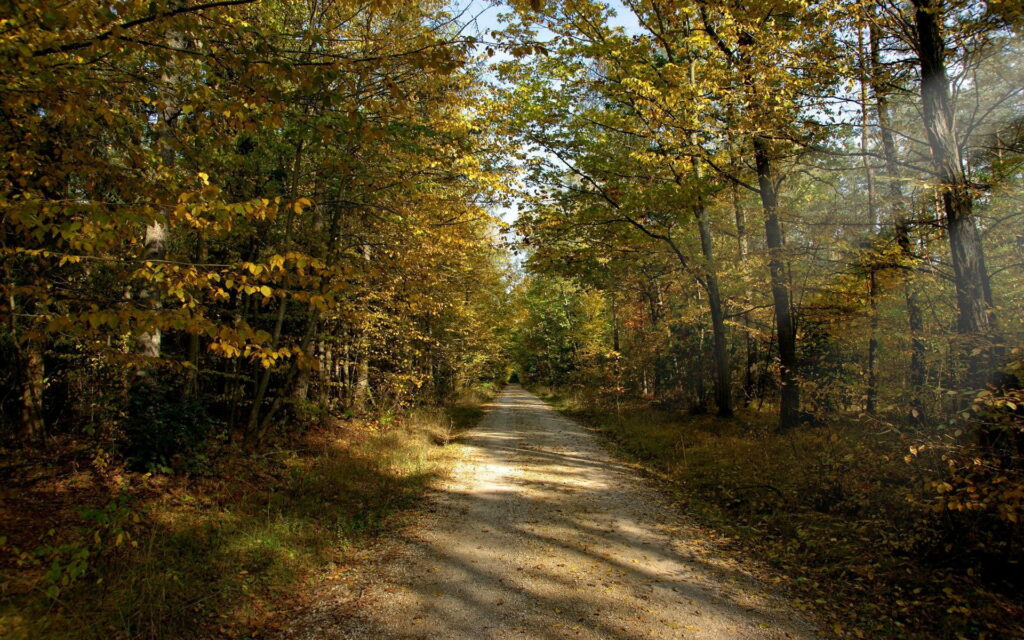 Winding dirt road in autumn forest with golden leaves and warm September sunlight shadows Wallpaper