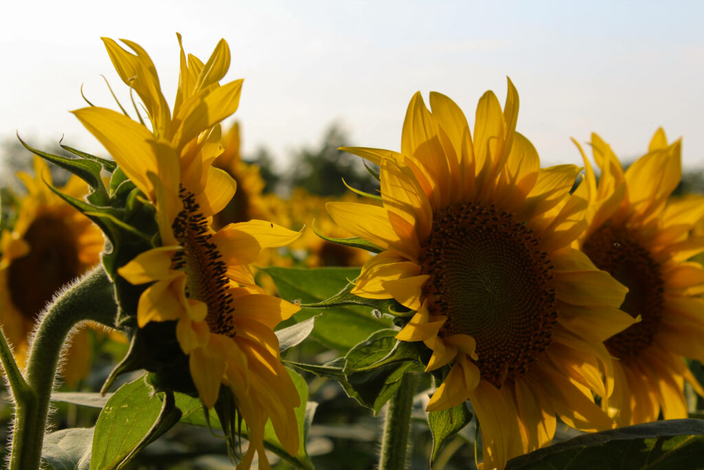 Sunny Serenity: Immersed in Vibrant Sunflower Field Aesthetics Wallpaper