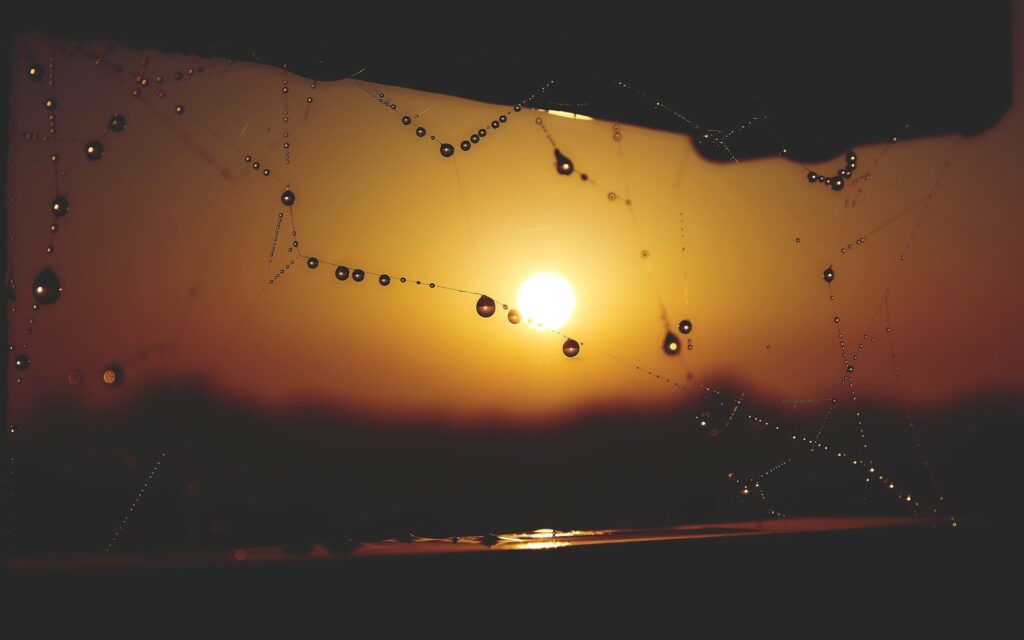 Sunset Silhouette: Capturing the Beauty of a Dewy Spider Web in HD Wallpaper