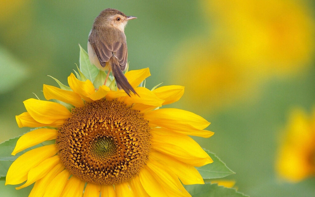The Melodious Serenade: A Vibrant Avian Sings Amongst Sunflower Splendor Wallpaper