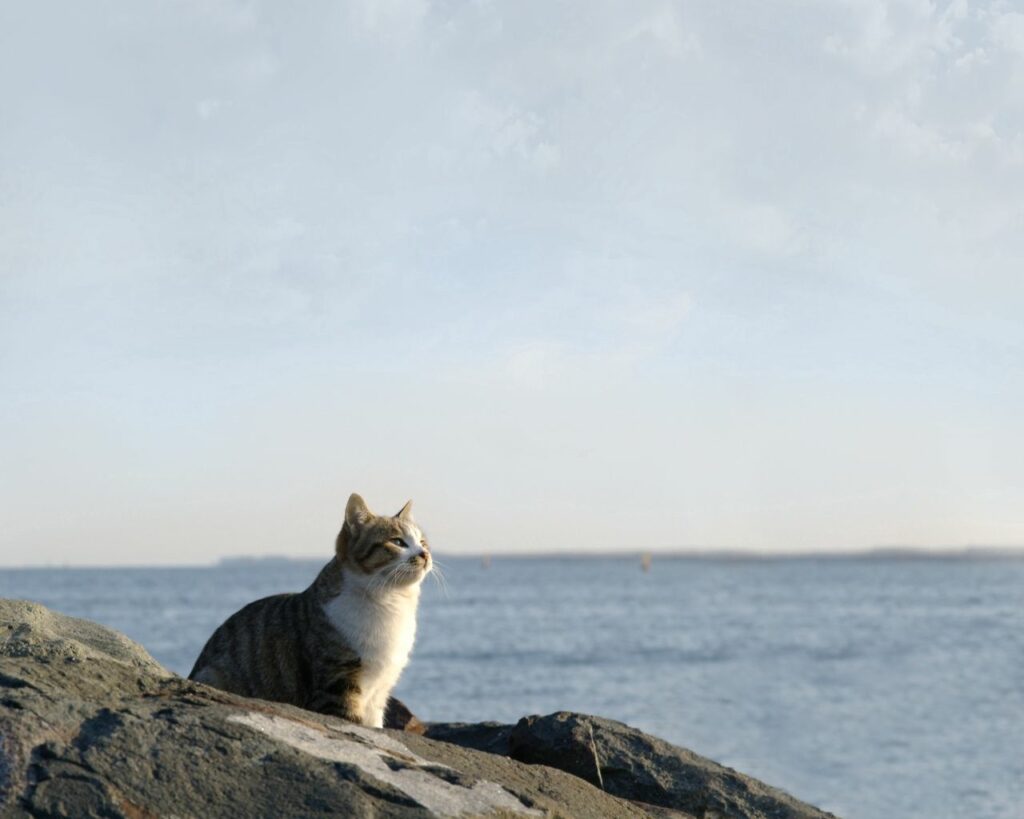 Serene Cat Coastal Wallpaper 1280x1024 - Ocean View Background
