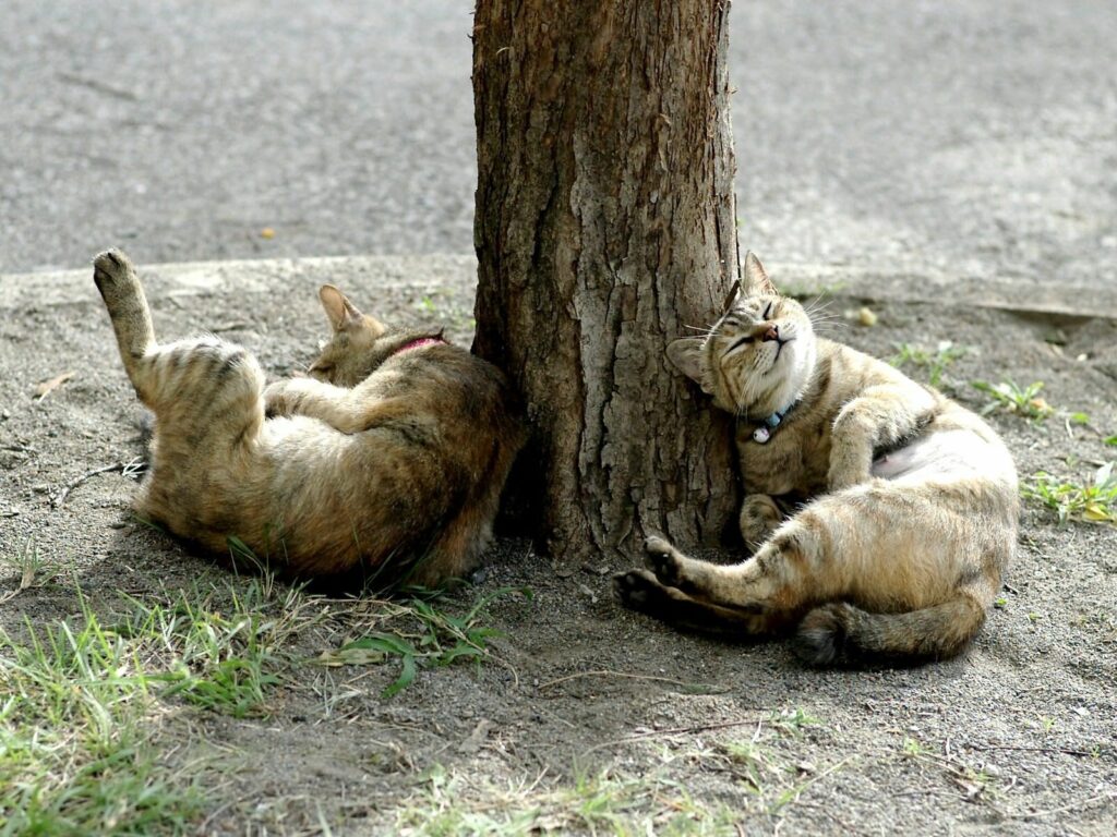 Tranquil Cats Under Tree - 1600x1200 Peaceful Wallpaper