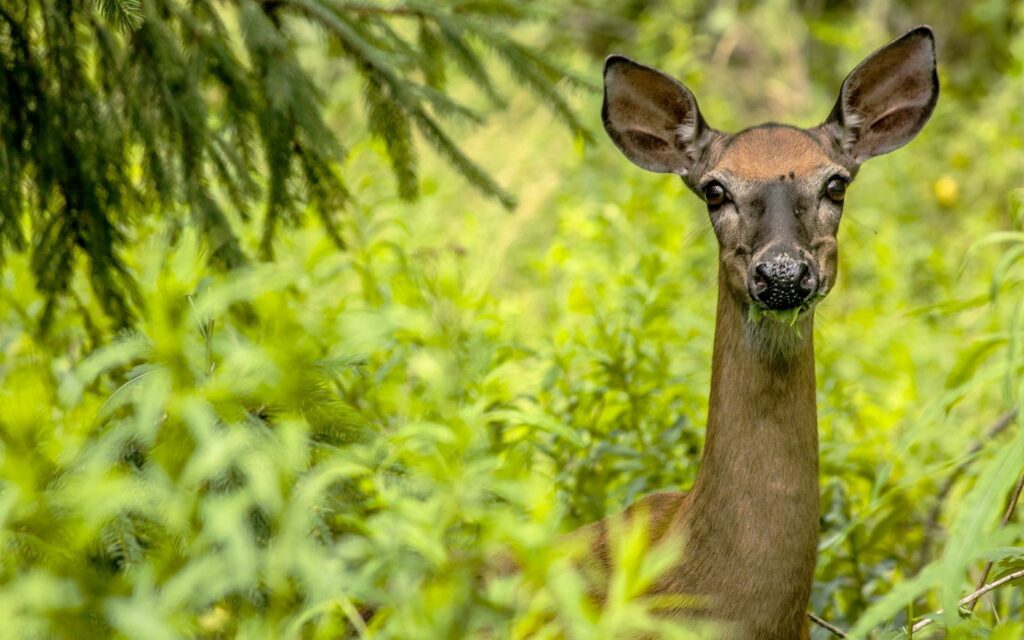 Tranquil Roe Deer Wallpaper in Lush Green Nature - 1680x1050