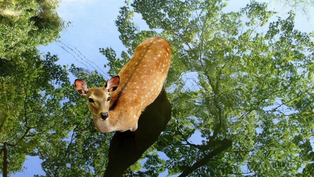 Serene Deer Reflection Wallpaper in Tranquil Green Landscape
