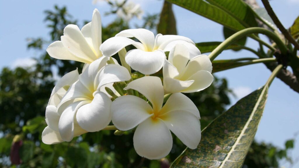 Tranquil 1920x1080 Wallpaper: Delicate White Flowers & Greenery