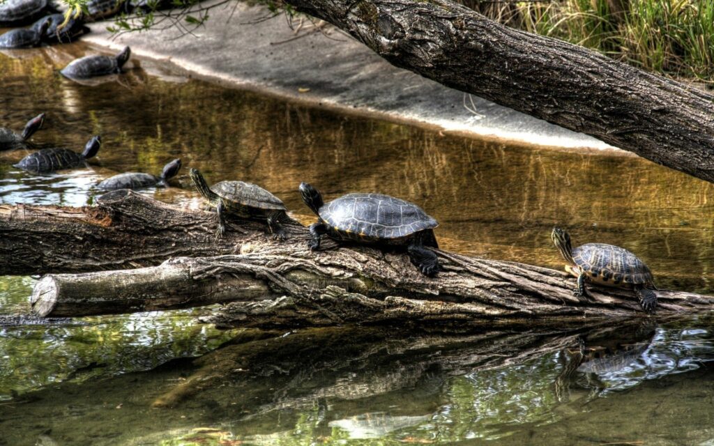 Tranquil Turtle Wallpaper: Serene River Scene & Lush Nature
