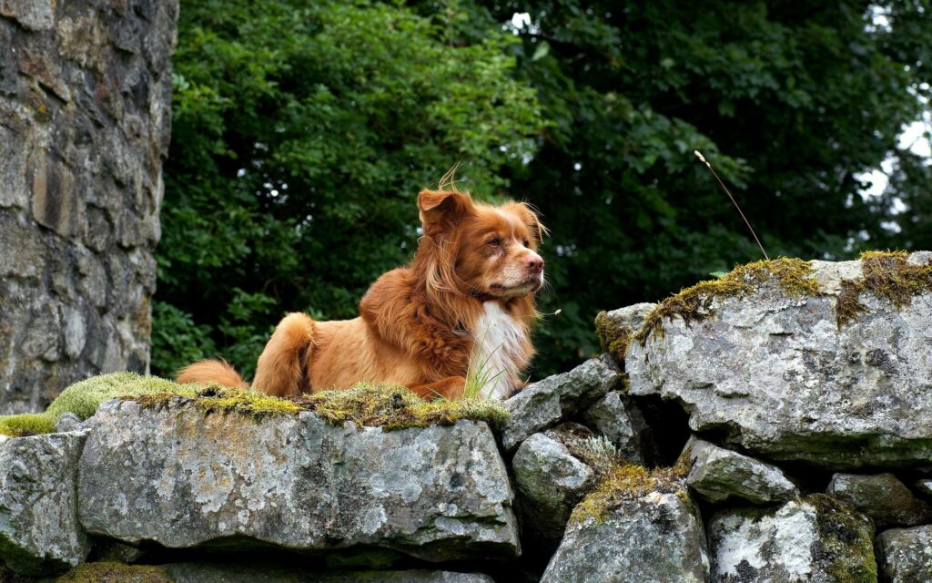 Fluffy Puppy on Mossy Rocks - Serene 1920x1200 Wallpaper Background