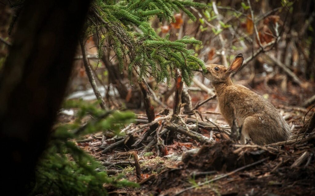 Serene Rabbit in Lush Forest - 1920x1200 Wallpaper Background
