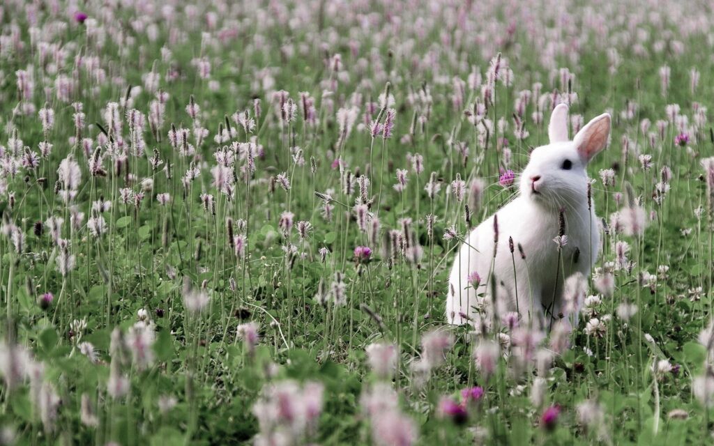 Serene White Rabbit Wallpaper in Lush Wildflower Field - 1920x1200