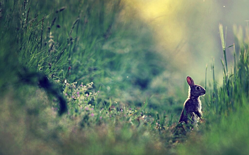 Serene 2560x1600 Wallpaper: Rabbit in Sunlit Green Grass