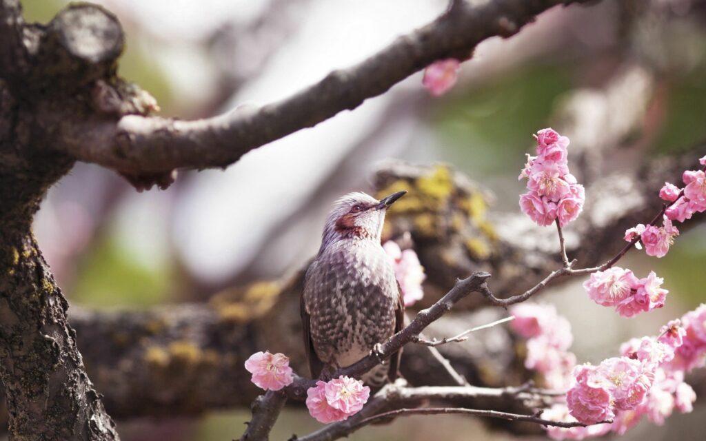 Serene Bird on Blooming Tree - Tranquil Nature Wallpaper 2560x1600