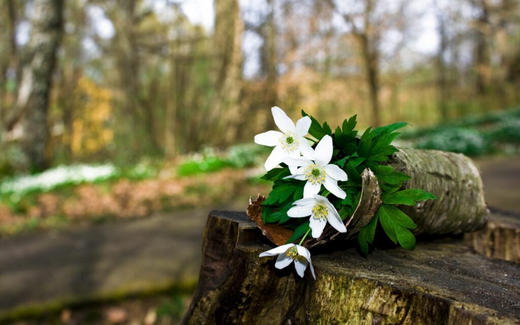 Serene Forest Wallpaper: White Flowers & Rustic Stump Background