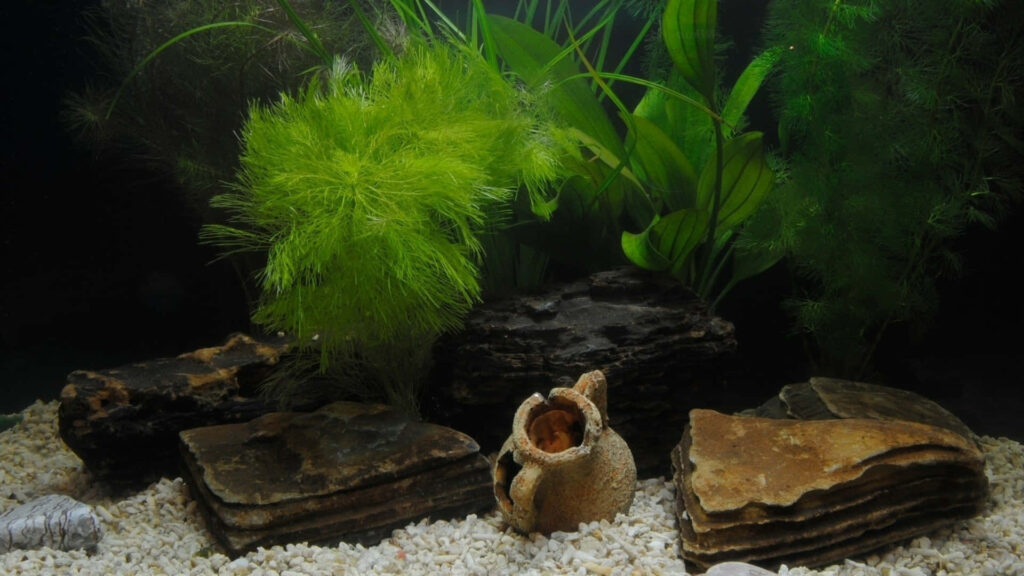 Serene 3D Fish Tank Wallpaper: Lush Aquatic Plants & Natural Rocks