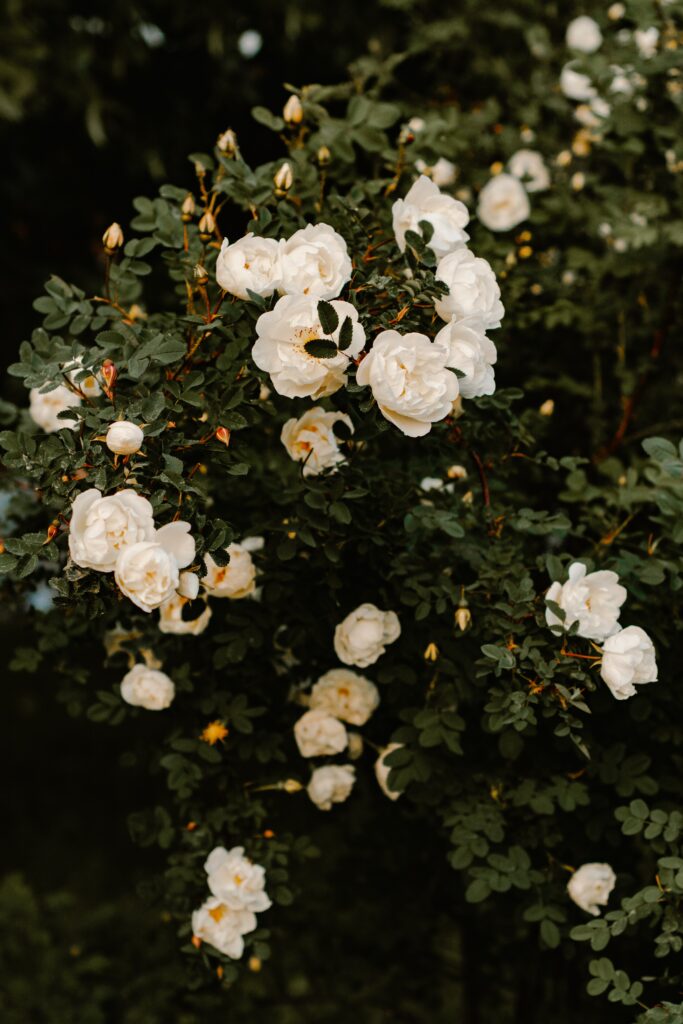 Serene 4000x6000 Wallpaper: Lush Green Bush & White Roses