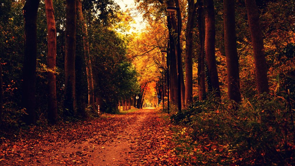 4K autumn forest wallpaper with vibrant orange leaves rustic path tall trees glowing streetlights