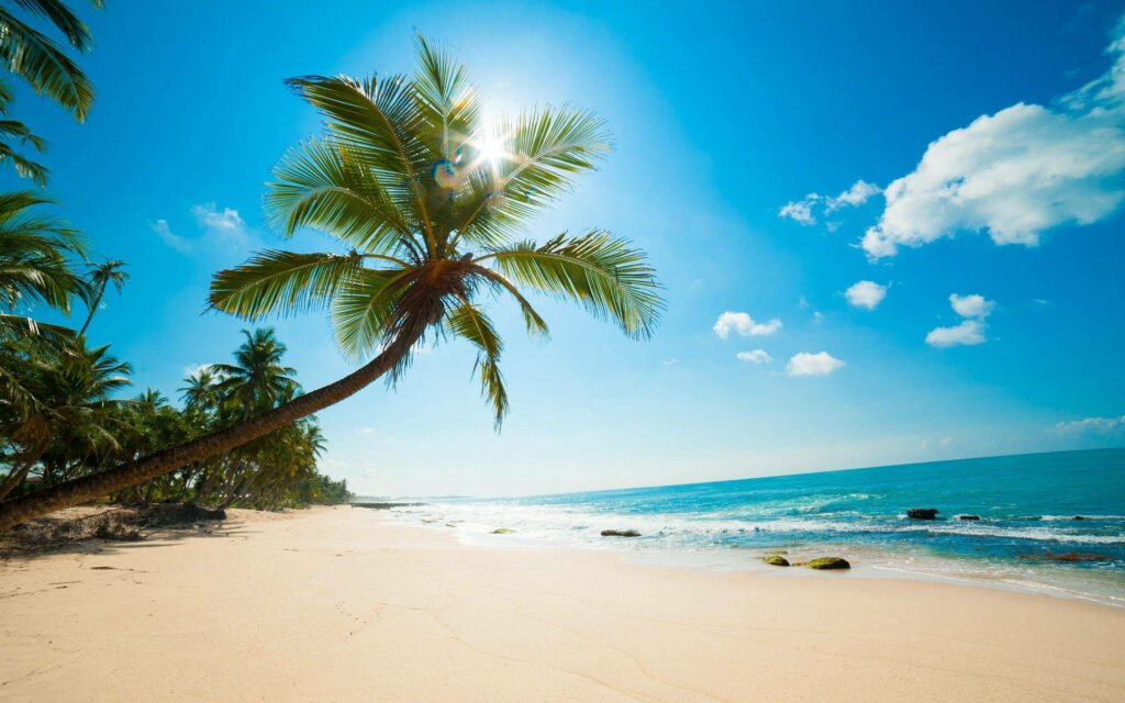 Serene Beach Scene - 4K Wallpaper with Palm Tree & Turquoise Ocean