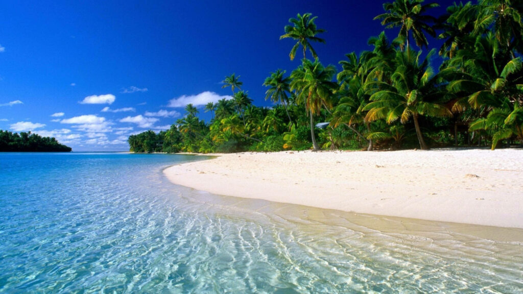 Serene 4K Beach Wallpaper: Lush Palm Trees & Tranquil Waves