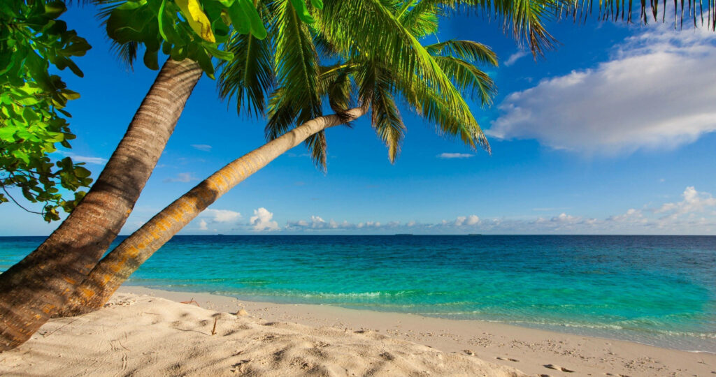 Tranquil 4K Beach Wallpaper: Palm Tree & Vibrant Ocean View