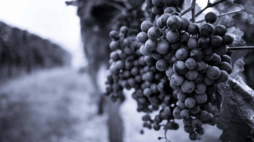 Serene 4K Black & White Vineyard Wallpaper with Ripe Grapes