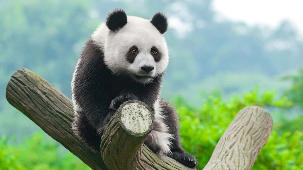 Serene Panda in 4K: Tranquil Tree Scene with Lush Green Background Wallpaper