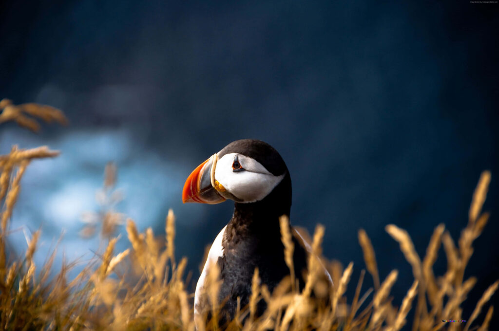 Vibrant Puffin Perched on Sea Cliffs - Serene 4K Wallpaper