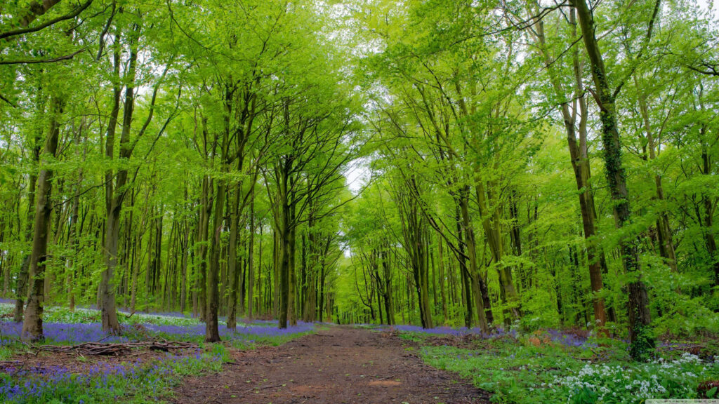 Serene 4K Forest Path Wallpaper: Lush Greens & Vibrant Wildflowers