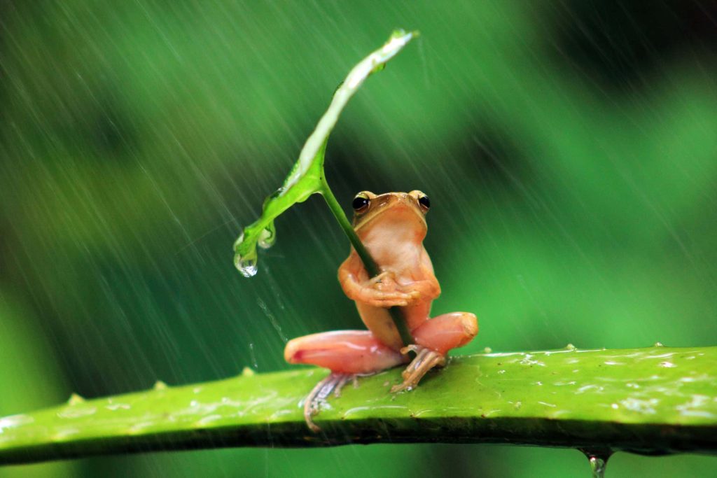 Macro 4k photo of tree frog holding leaf umbrella on vibrant leaf with green bokeh background Wallpaper