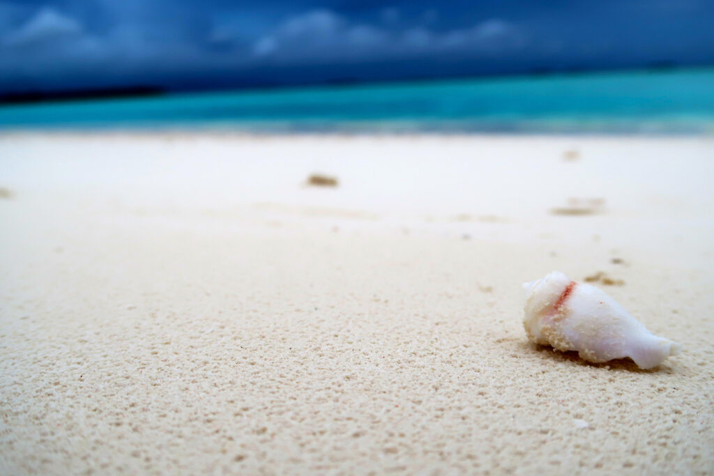 Serene 4K Seashell on Ivory Sand with Tranquil Ocean Waves Wallpaper