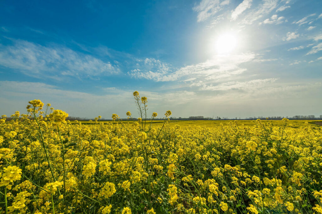 Vibrant 4K Rapeseed Field Wallpaper: Golden Blossoms & Blue Sky