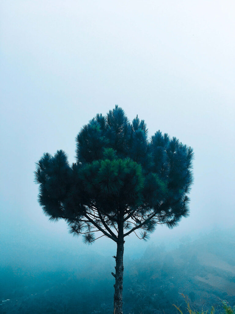 Serene 4K Wallpaper: Solitary Pine Tree in Misty Background