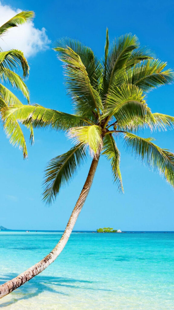 Tropical 4K iPhone Wallpaper: Serene Beach & Coconut Tree