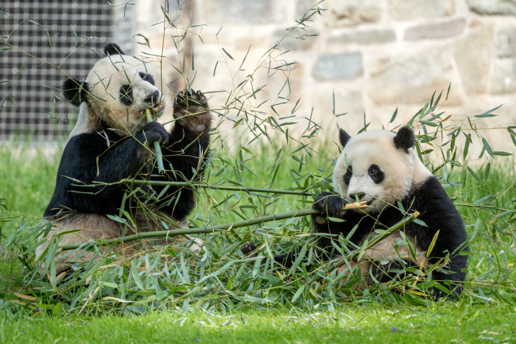 Playful Pandas in Lush Greenery - Serene 6144x4096 Wallpaper