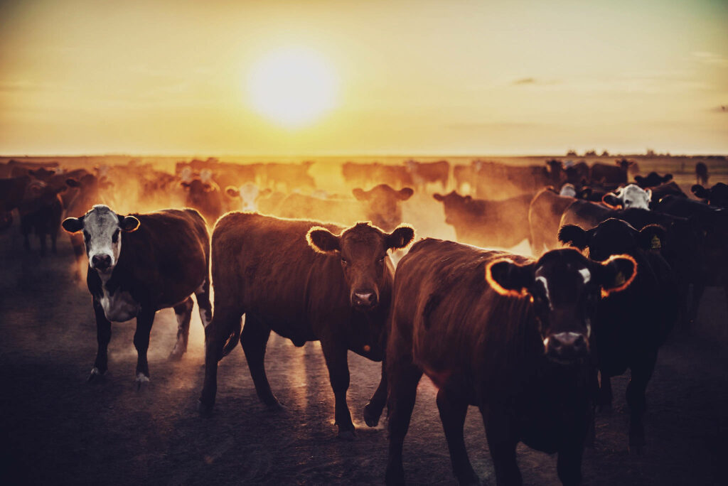 Serene Aberdeen Angus Cattle at Sunset - Pastoral Wallpaper