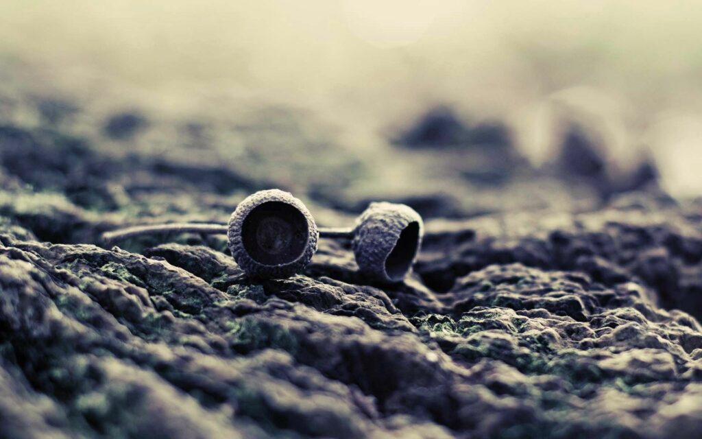 Serene Acorn Caps Wallpaper: Earthy Stones & Bark Background