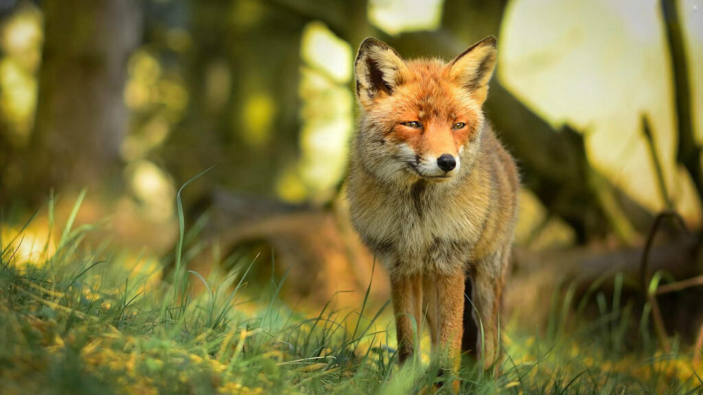Serene Adult Fox Wallpaper in Lush Forest Setting