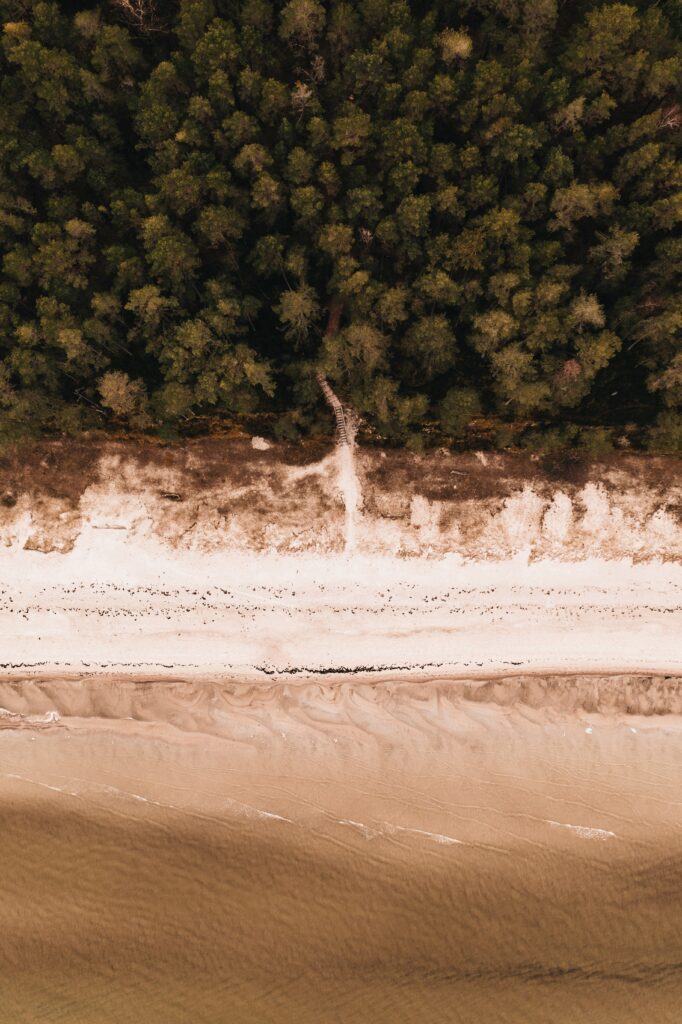 Aerial view of forest meeting sandy beach with calm muted sea tones coastal wallpaper background