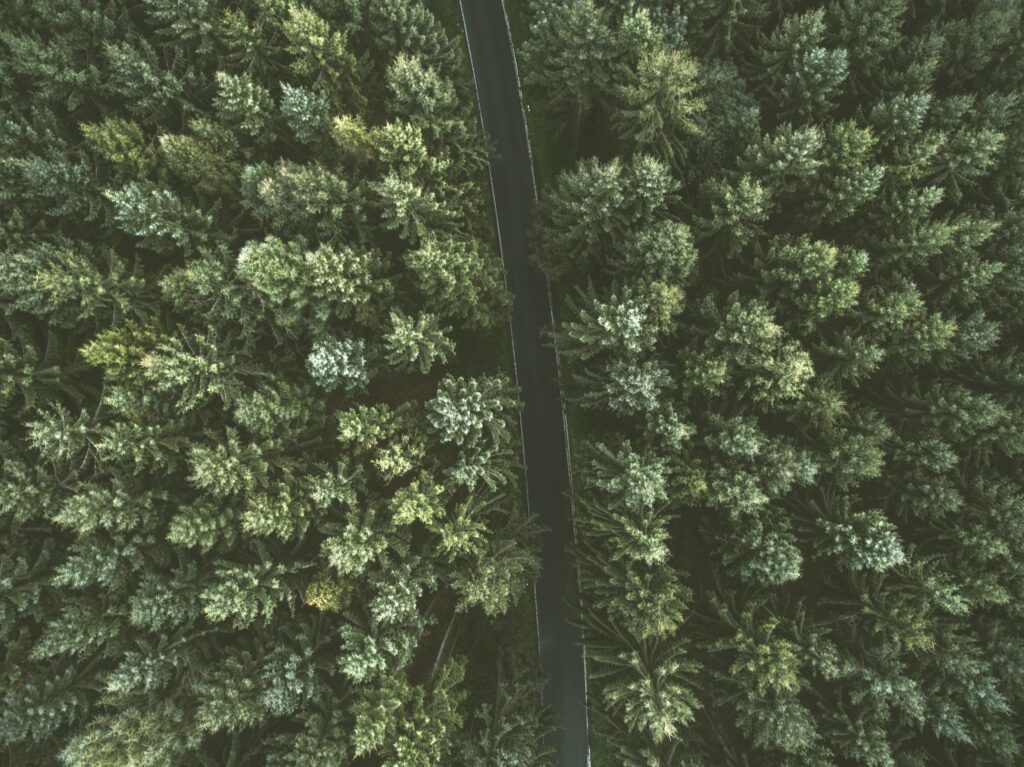 Aerial view of dense green forest with winding road natural landscape wallpaper background