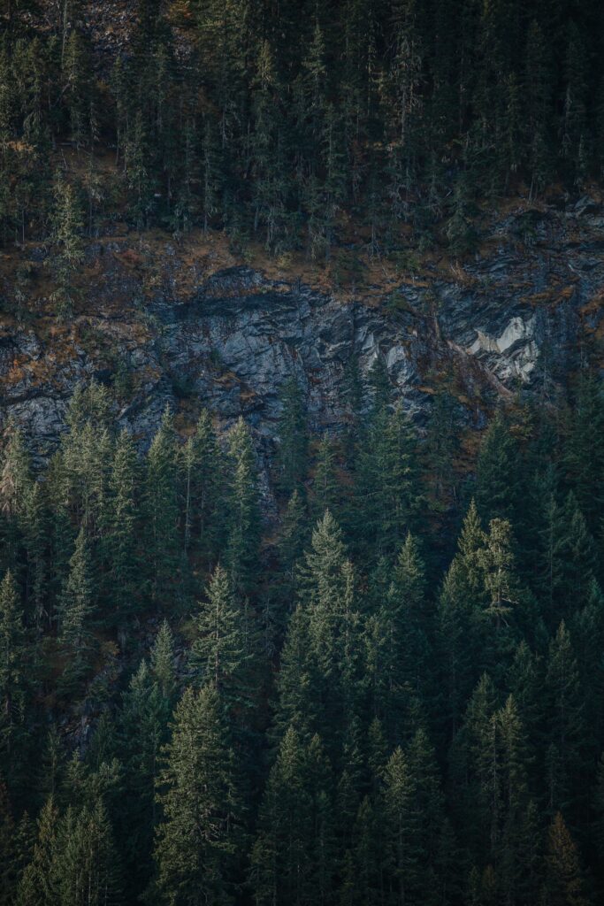 Aerial view of dense green forest beside rugged gray rock formations showcasing natural wilderness Wallpaper