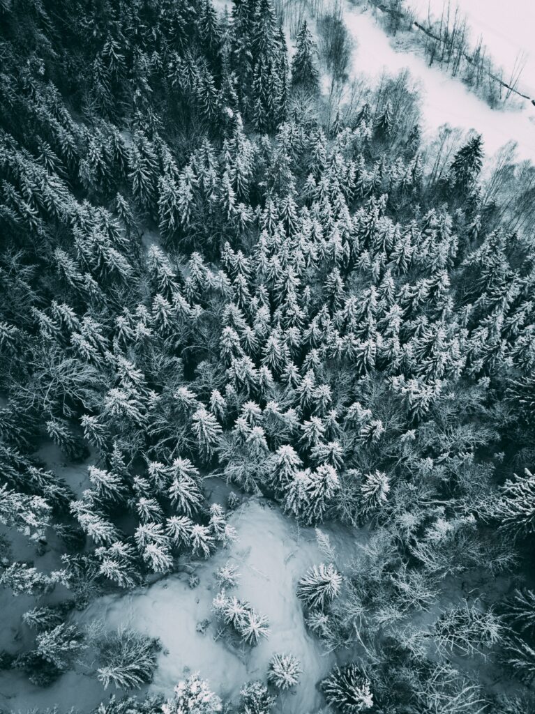 Aerial view of snowy evergreen forest in winter with soft light and serene natural beauty wallpaper