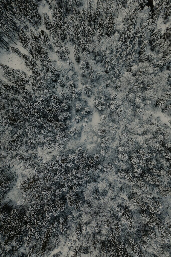 Aerial view of serene snowy winter forest with dense trees and intricate natural patterns Wallpaper