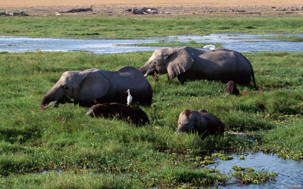 Serene African Elephants in Lush Swamp - Tranquil Nature Wallpaper